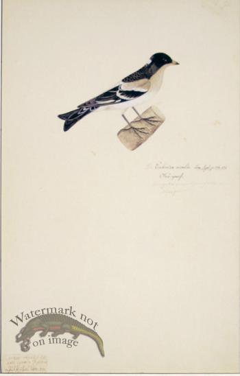 91 Swedish Birds . Emberiza Nivalis, Snow Bunting